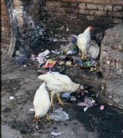 chickens.jpg